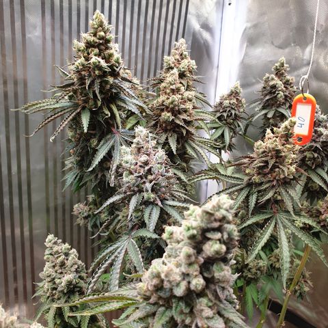 Biscotti growlog timeline photo