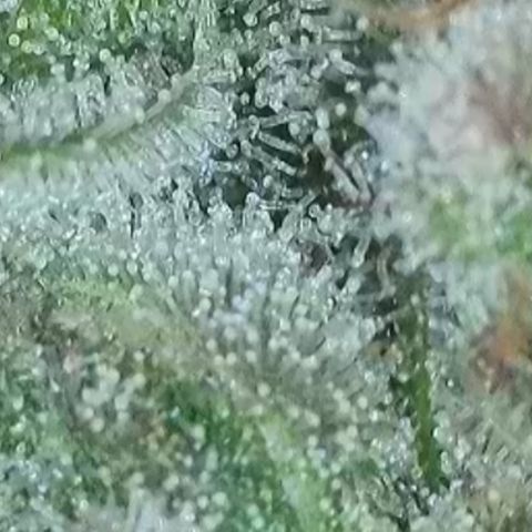 Biscotti growlog timeline photo