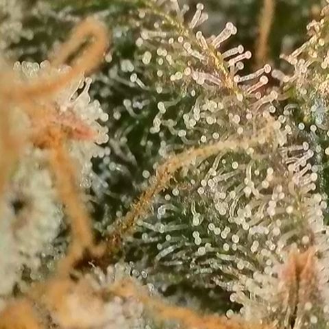 Biscotti growlog timeline photo
