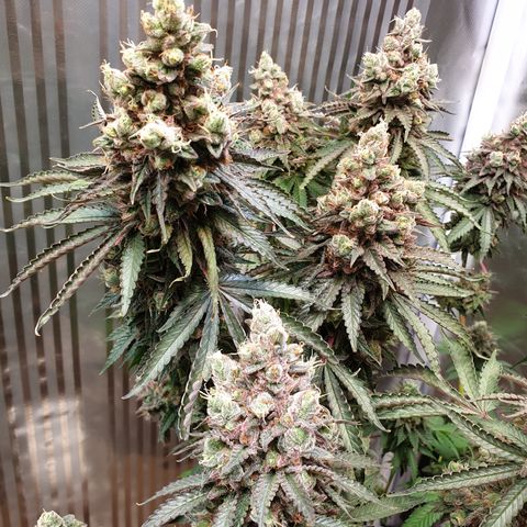 Biscotti growlog timeline photo