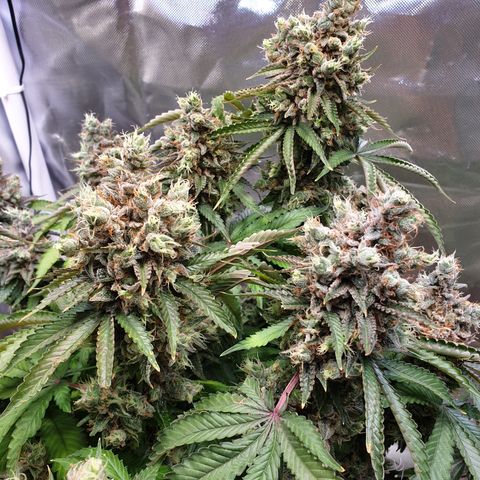 Biscotti growlog timeline photo