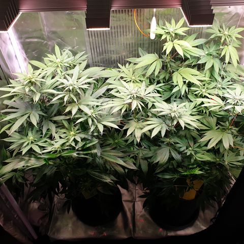 Northern Lights growlog timeline photo