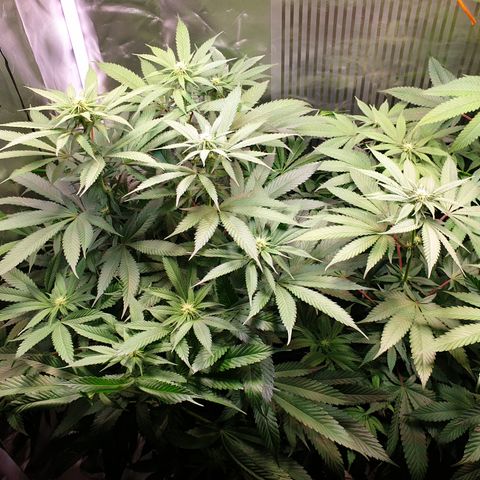 Northern Lights growlog timeline photo