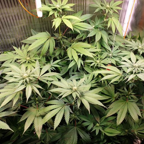 Northern Lights growlog timeline photo
