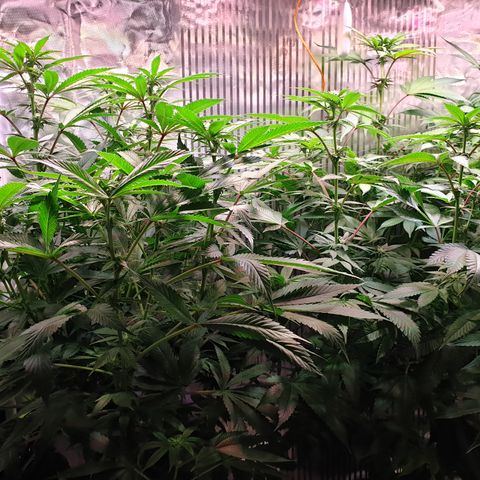 Northern Lights growlog timeline photo