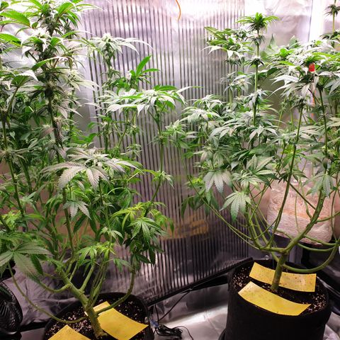 Northern Lights growlog timeline photo