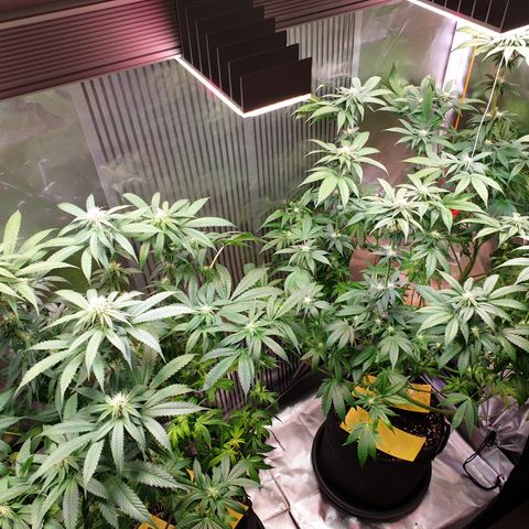 Northern Lights growlog timeline photo