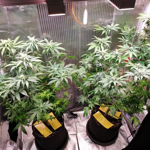 Northern Lights growlog timeline photo
