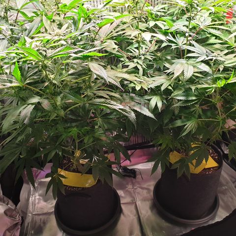 Northern Lights growlog timeline photo