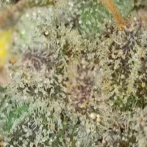 Biscotti growlog timeline photo