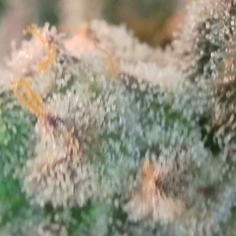 Biscotti growlog timeline photo