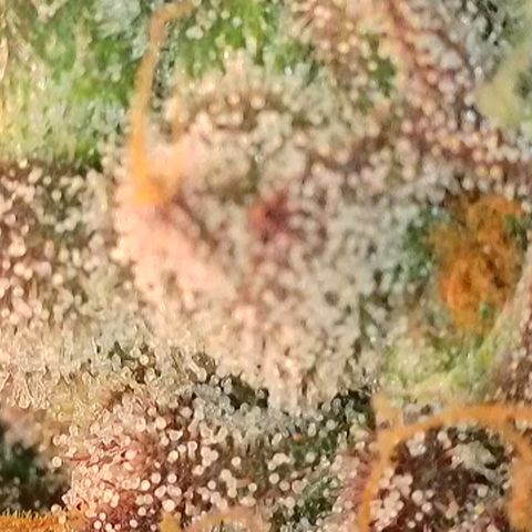 Biscotti growlog timeline photo