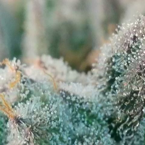 Biscotti growlog timeline photo