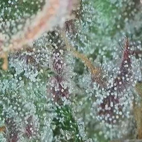 Biscotti growlog timeline photo