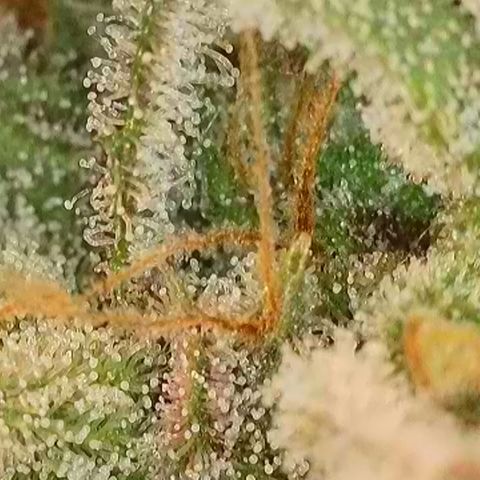 Biscotti growlog timeline photo