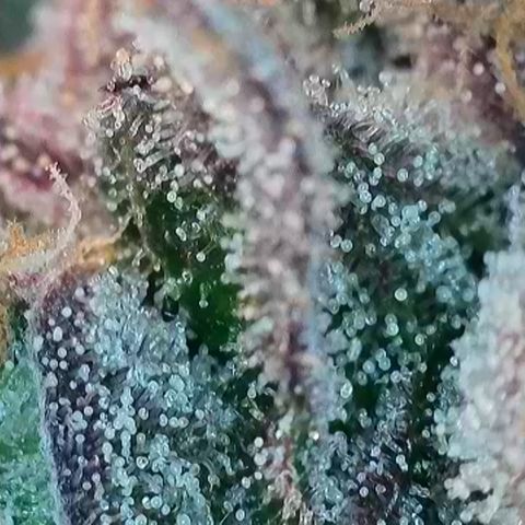 Biscotti growlog timeline photo