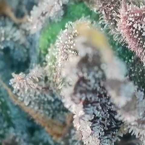 Biscotti growlog timeline photo