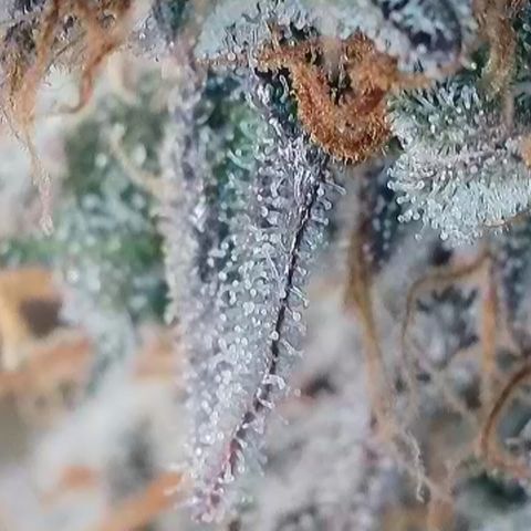 Biscotti growlog timeline photo