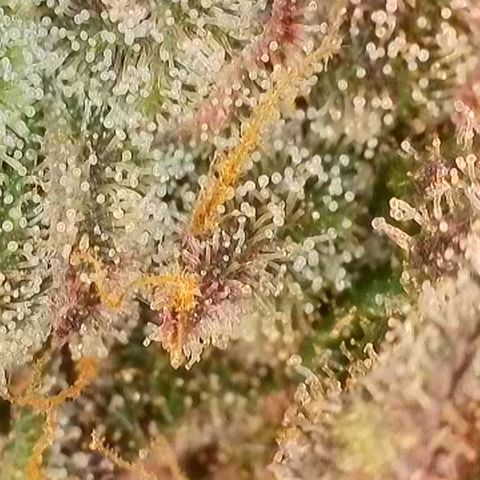 Biscotti growlog timeline photo