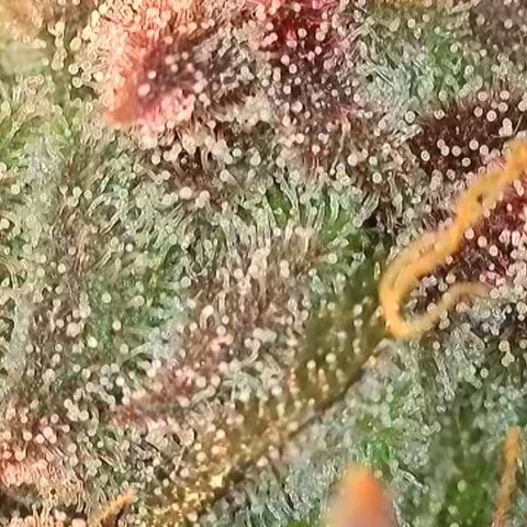 Biscotti growlog timeline photo