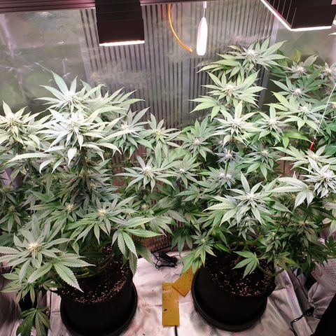 Northern Lights growlog timeline photo