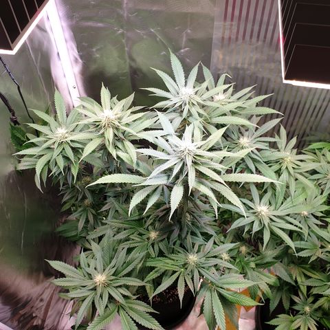Northern Lights growlog timeline photo