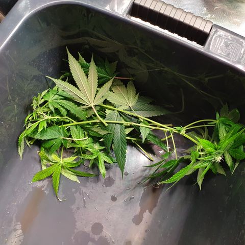 Northern Lights growlog timeline photo