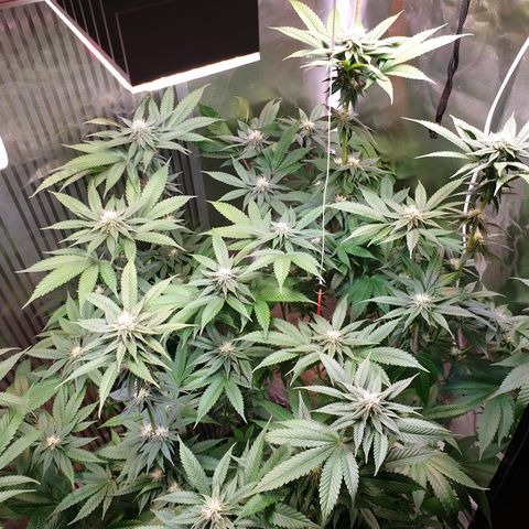 Northern Lights growlog timeline photo