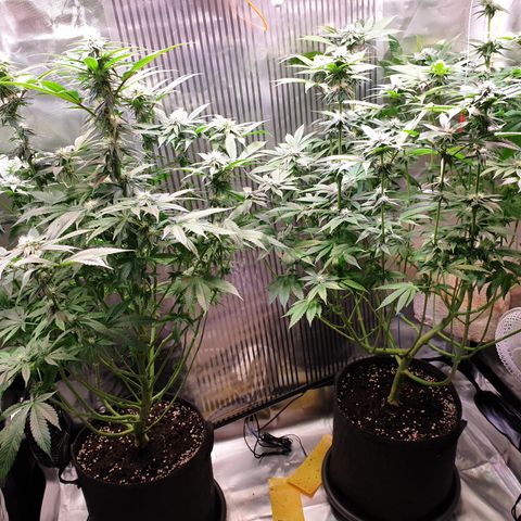 Northern Lights growlog timeline photo