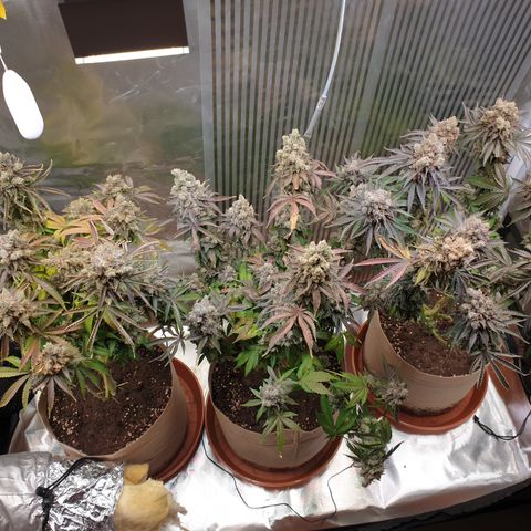 Biscotti growlog timeline photo
