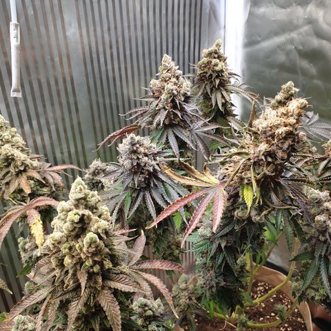 Biscotti growlog timeline photo