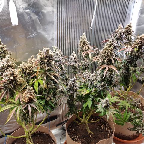 Biscotti growlog timeline photo