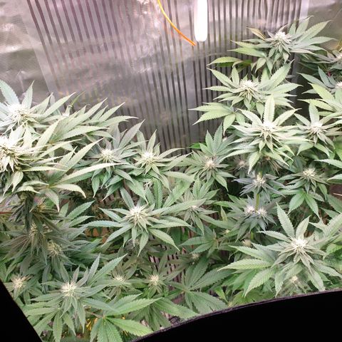 Northern Lights growlog timeline photo