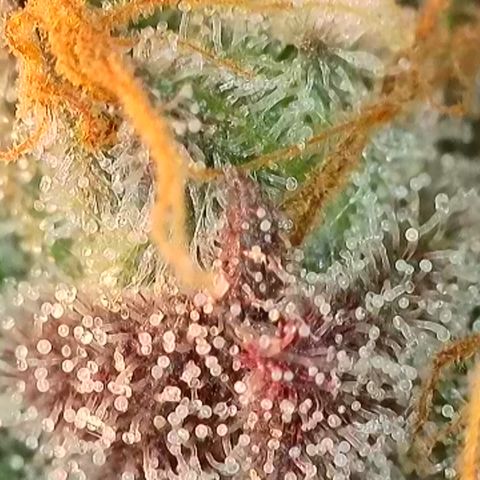 Biscotti growlog timeline photo