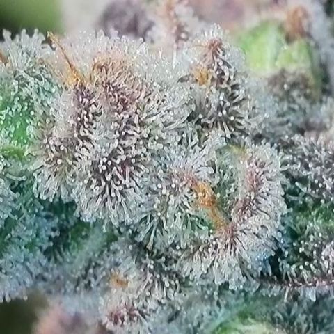 Biscotti growlog timeline photo