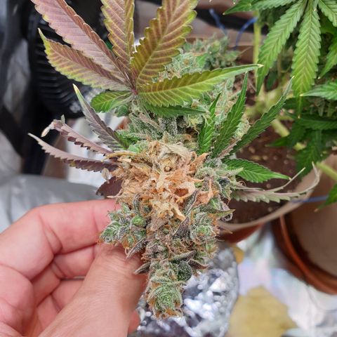 Biscotti growlog timeline photo