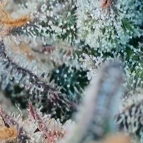 Biscotti growlog timeline photo