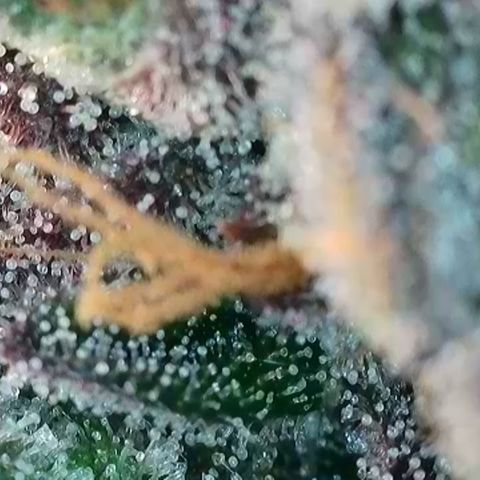 Biscotti growlog timeline photo