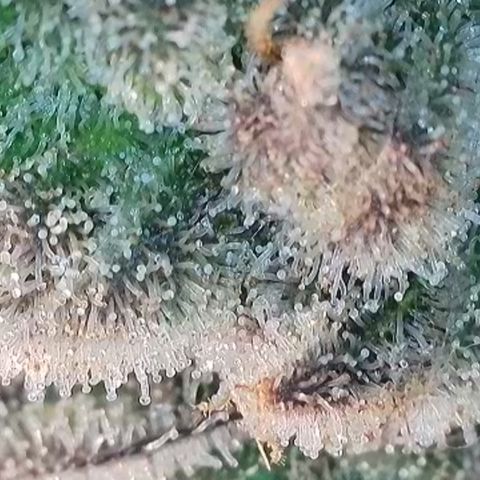 Biscotti growlog timeline photo