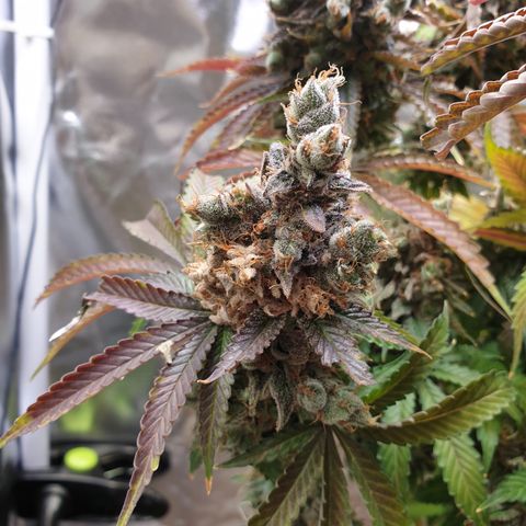 Biscotti growlog timeline photo