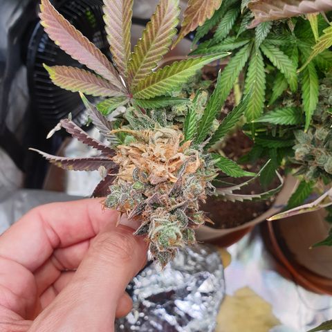Biscotti growlog timeline photo