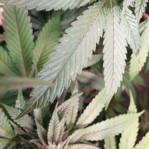 Northern Lights growlog timeline photo