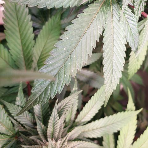 Northern Lights growlog timeline photo