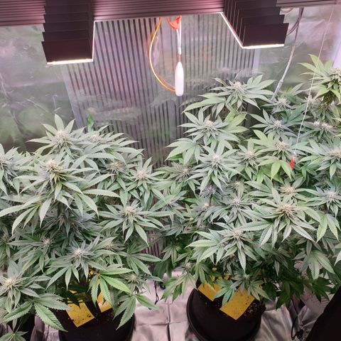 Northern Lights growlog timeline photo