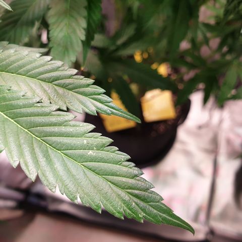 Northern Lights growlog timeline photo