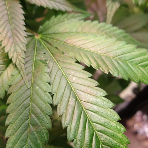 Northern Lights growlog timeline photo