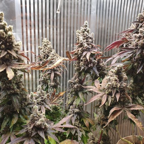 Biscotti growlog timeline photo