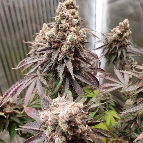 Biscotti growlog timeline photo