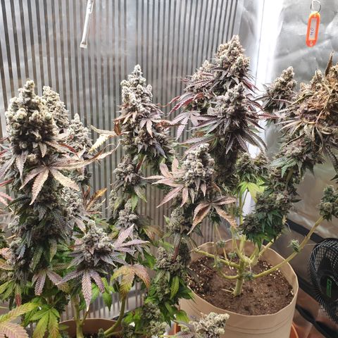 Biscotti growlog timeline photo