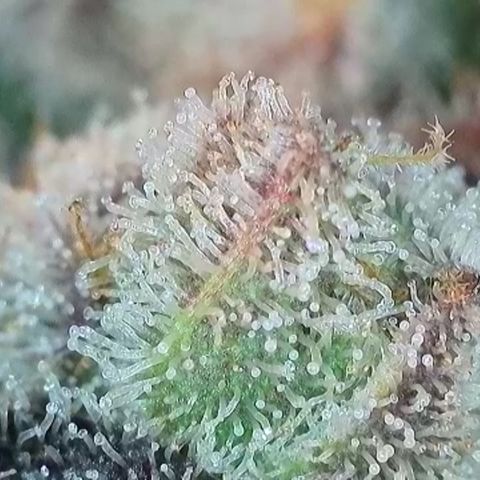 Biscotti growlog timeline photo